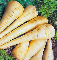 Parsnips